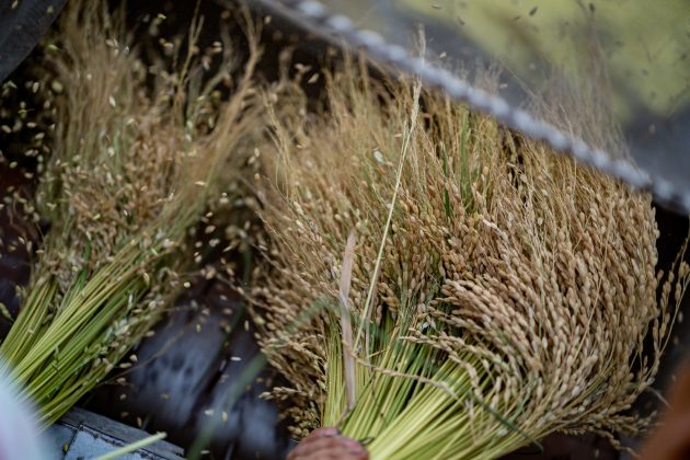 Guizhou-Rice-Harvesting