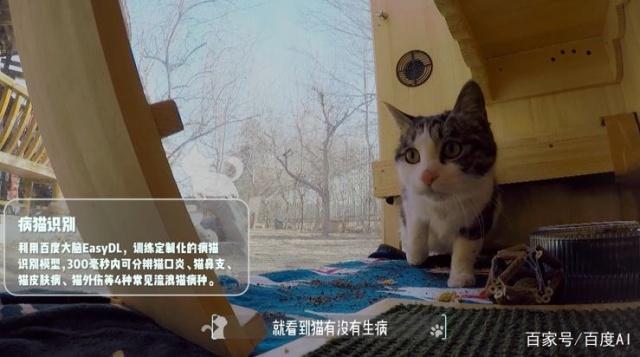 baidu cat shelter