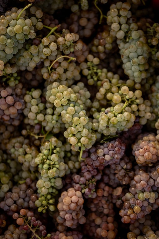 Winemaking in Ningxia