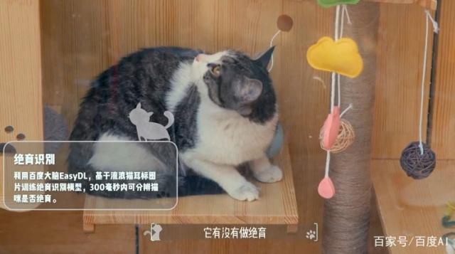 ai cat shelter china baidu