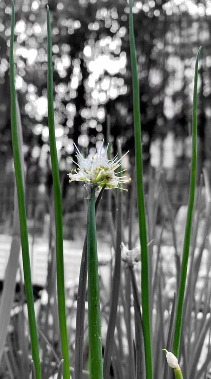 shanghai-lockdown-art-exhibition-reality-springonion