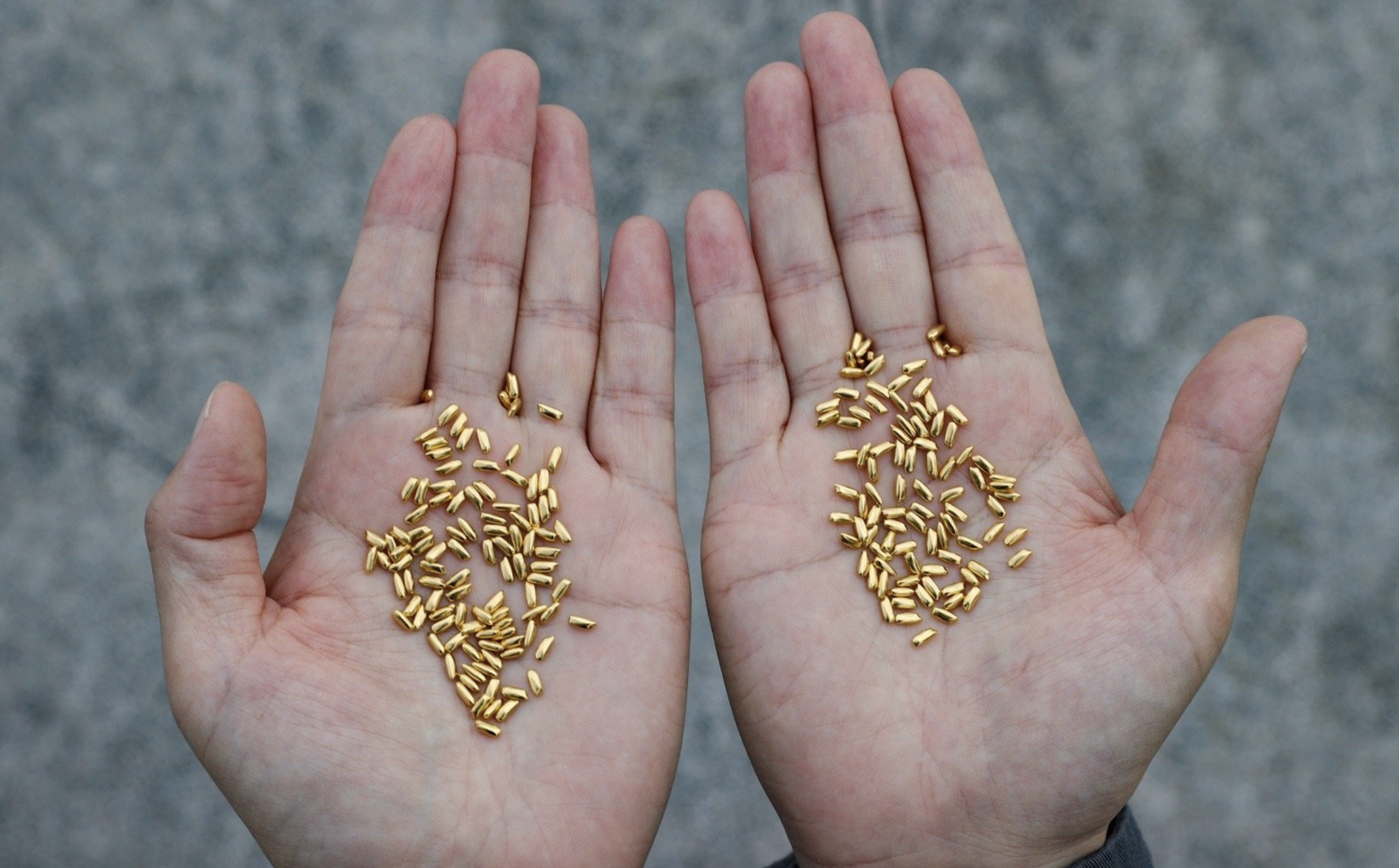 Feature image of Find Gold Grains Among 5 Tons of Rice in Yang Yexin’s Art Exhibition