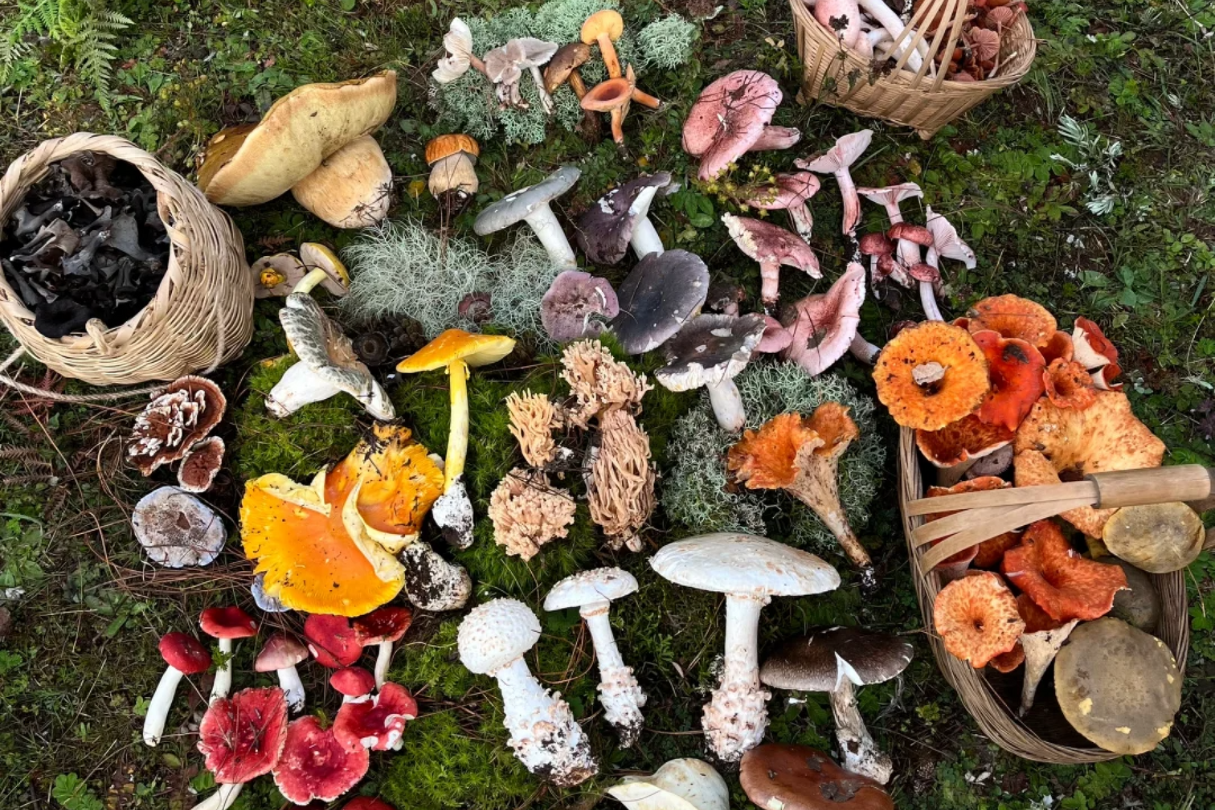 Feature image of Trippy Trend, Real Damage: Mushroom Foraging Is Wrecking Yunnan’s Wild Forests