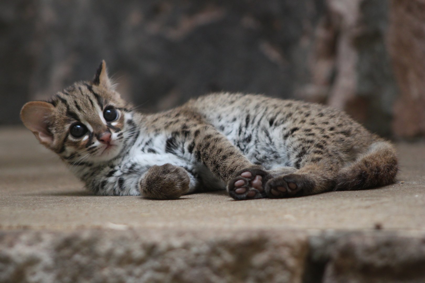 Feature image of Did China’s Household Cat Originate From Leopards as Pets!?