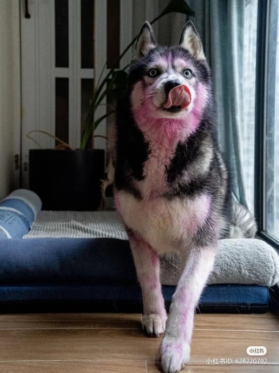 dog hair dye