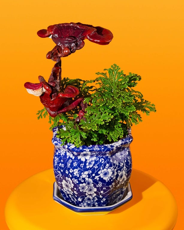 Lingzhi bonsai by Phyllis Ma