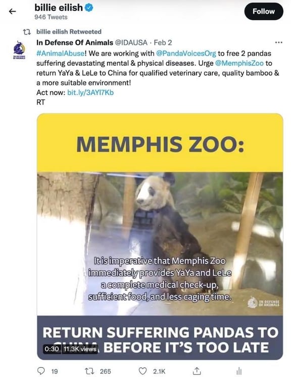 billie eilish retweeting a post in support of returning giant pandas from the memphis zoo back to china