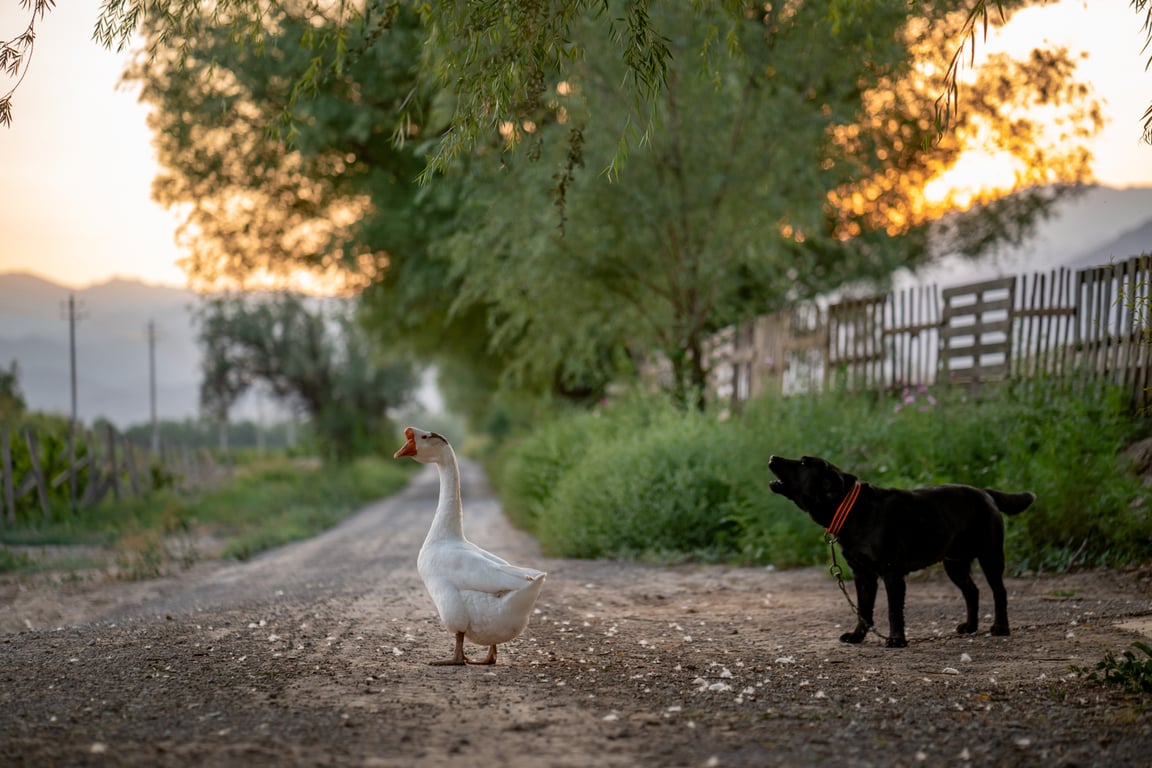 Goose and dog Domaine Des Aromes