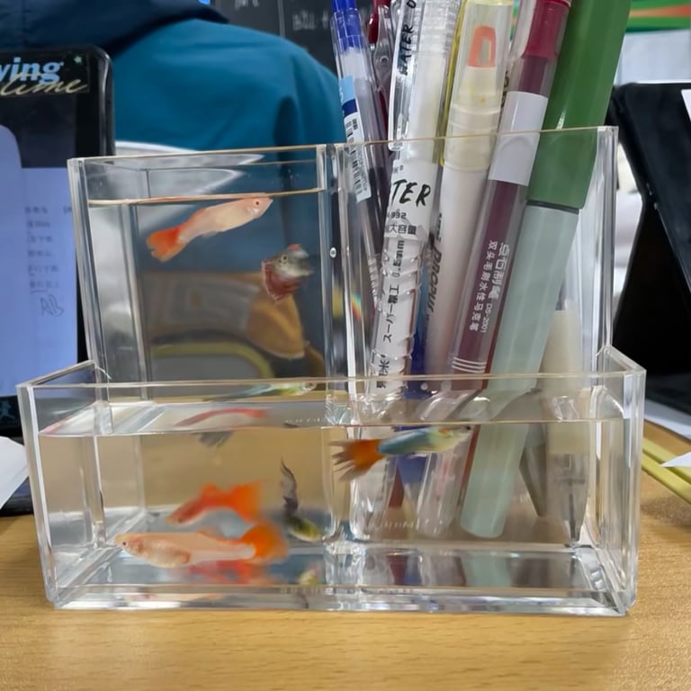 Fish on School Desk China