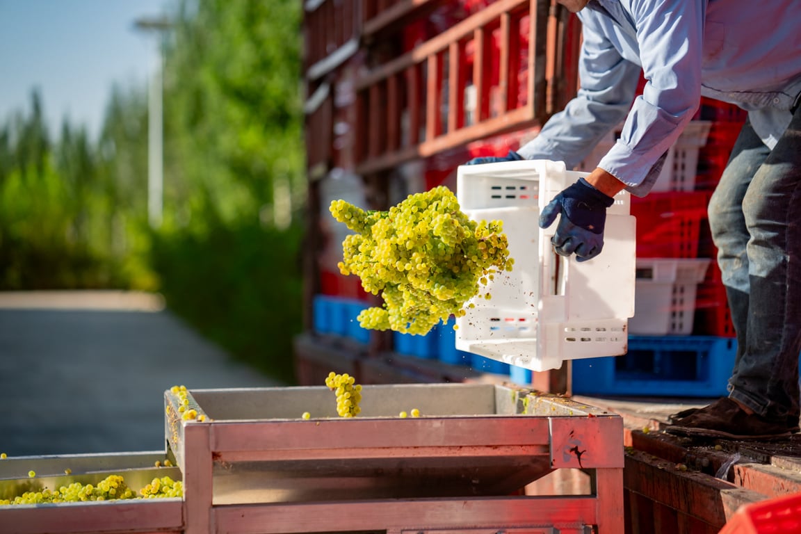 grapes unloaded