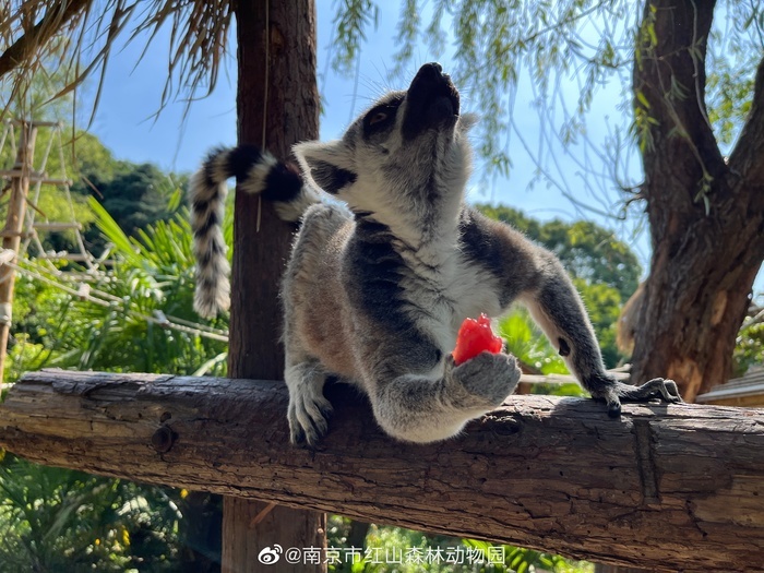 hongshan forest zoo