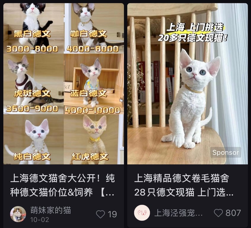 Devon Rex cats Xiaohongshu