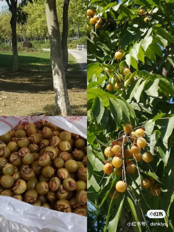 Soapnuts easily found and collected in parks