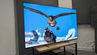 Televizor OLED Sony Bravia 8 de 65 inch pe un suport TV. Pe ecran este o pasăre zburând deasupra altor păsări într-un documentar despre natură.