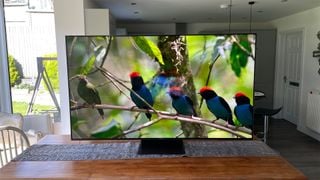 Un televizor TCL 65C845K pe o masă de lemn în fața unei ferestre prin care se vede o grădină. Pe ecran este o linie de păsări cu cap roșu pe o ramură de copac.