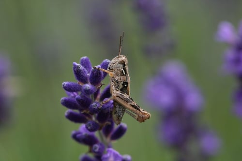 a grasshopper on a purple flower