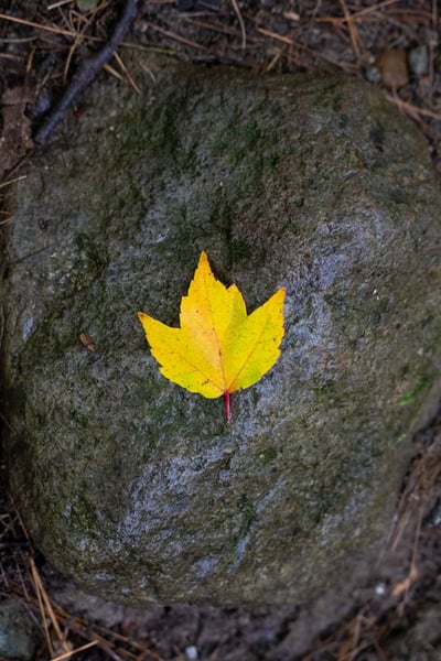 a yellow leaf on a rock