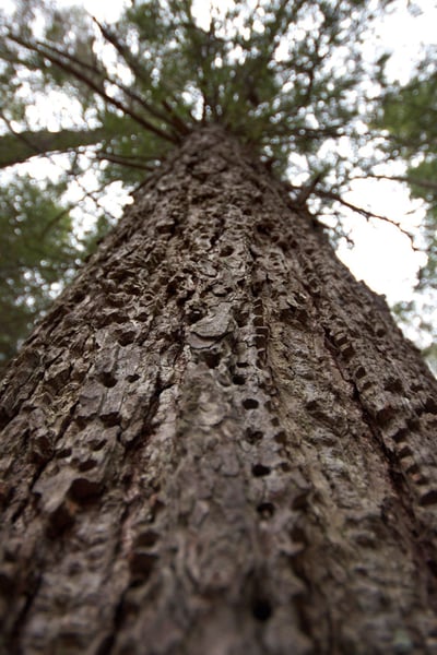 a tree trunk with many holes in it