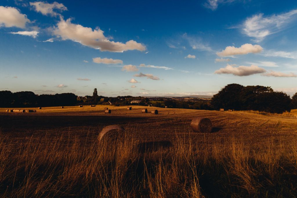 A Field With Hay Bales