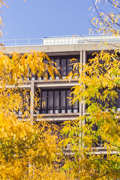 a building with yellow leaves