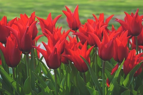 a group of red flowers