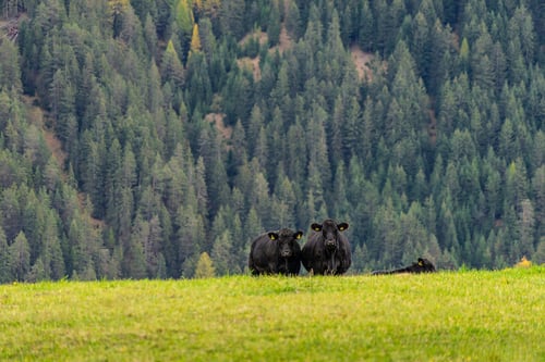 cows standing in a field with trees in the background