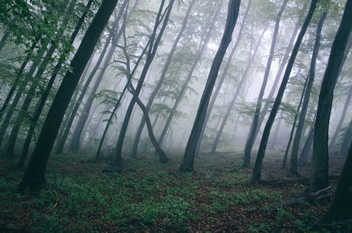 a foggy forest with trees and plants