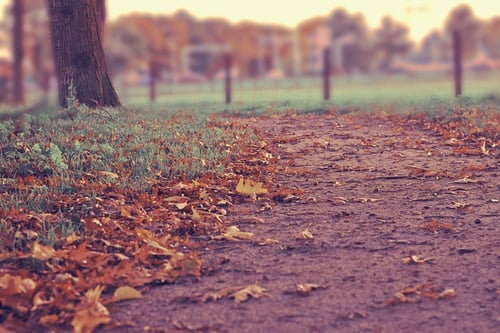 a dirt path with leaves on the ground