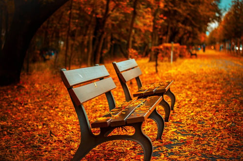 a two wooden benches in a park with fallen leaves