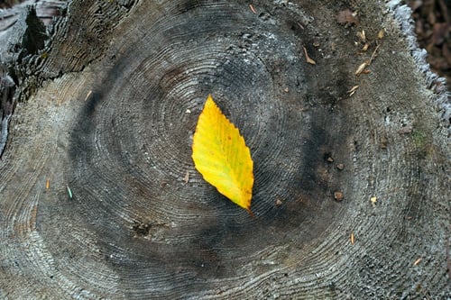 a yellow leaf on a tree stump