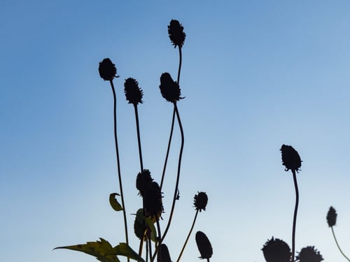 a group of flowers with blue sky in the background