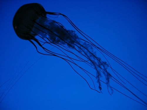 a jellyfish swimming in the water