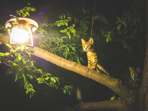 a cat on a tree branch