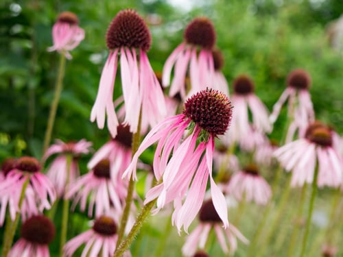 a group of pink flowers