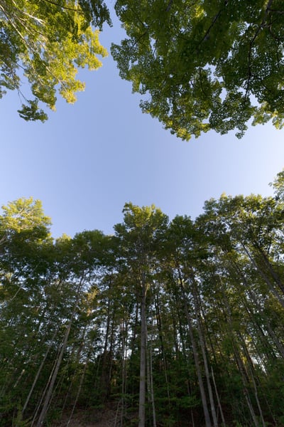 looking up view of a forest of trees