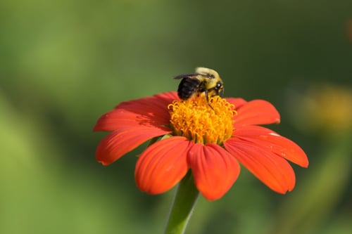 a bee on a flower