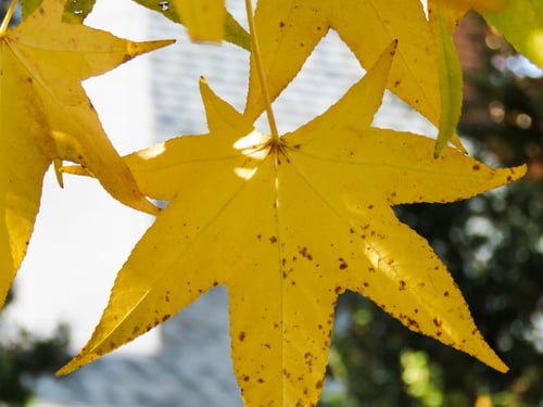 a yellow leaf with brown spots
