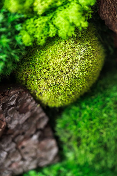 a close up of moss