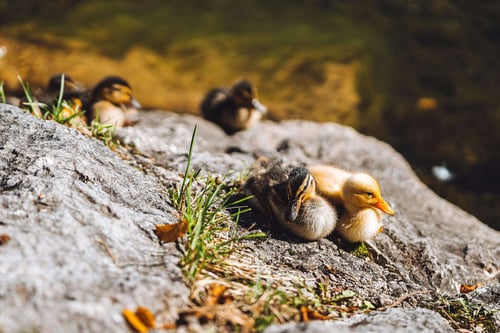 a group of ducklings on a rock