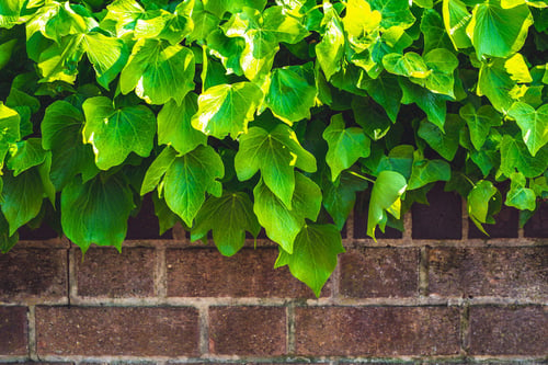 a close up of leaves on a brick wall