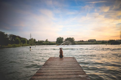 a dog sitting on a dock in the water