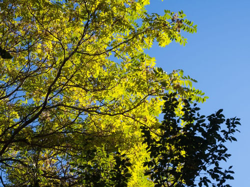 a tree with green leaves