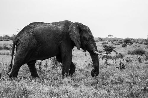 an elephant walking in a field