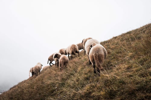 a group of sheep walking up a hill