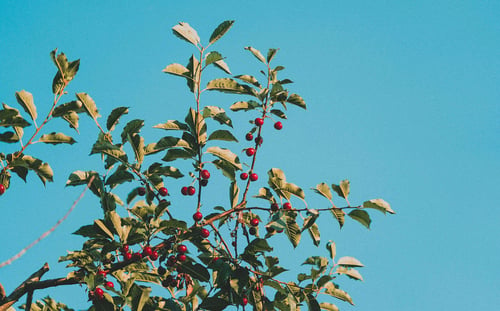 a tree with red berries