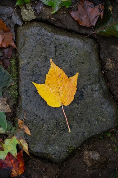 a yellow leaf on a rock