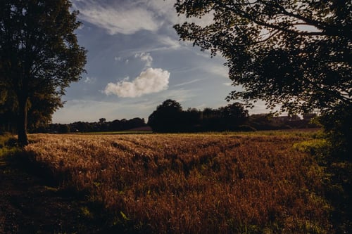 a field of grass and trees