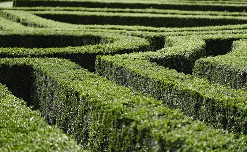 a hedge maze with many bushes