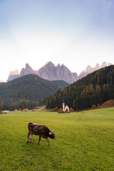 a cow in a field with mountains in the background