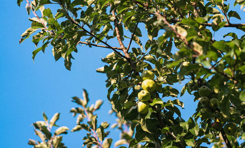 a tree with green apples on it
